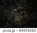 ユーカリ 69939383