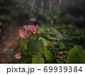 シュウカイドウ 69939384