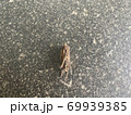ミノムシ 69939385