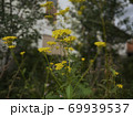 オミナエシ 69939537