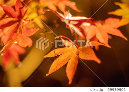 大山紅葉2 大山紅葉2 69939902
