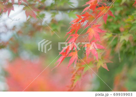 紅葉1 69939903