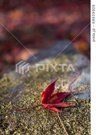 紅葉6 69939909