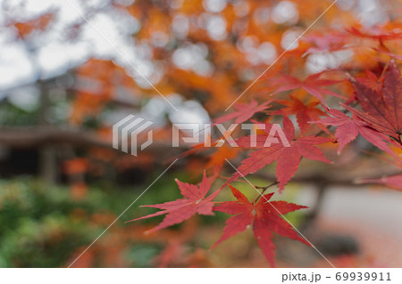 紅葉8 69939911