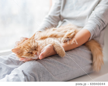 Cute ginger cat lying on woman's knees. Woman in grey pajama strokes fluffy pet. Cozy morning at home. 69940044