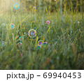 soap bubbles on a background of grass on a bright sunny day 69940453
