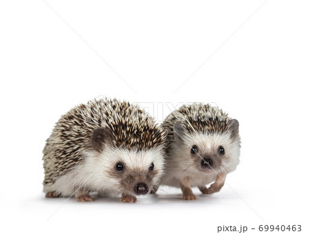 Hedgehog on white background Hedgehog on white background 69940463
