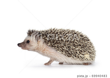 Hedgehog on white background Hedgehog on white background 69940483