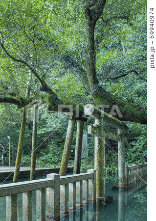 鹿島神宮　御手洗池 69940974