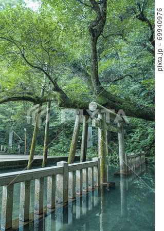 鹿島神宮 御手洗池 鹿島神宮 御手洗池 69940976