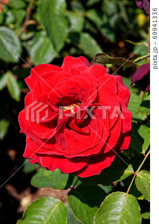 English rose garden - United Kingdom 69941336