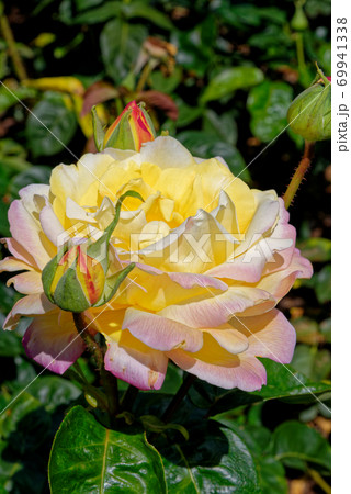 English rose garden - United Kingdom 69941338