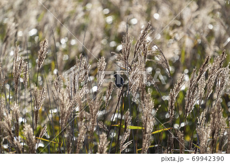 ベニマシコ（幼鳥）輝くススキ 69942390