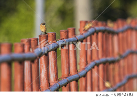 ノビタキ（冬羽） 69942392