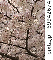桜舞う春の陽気な休日 69942674