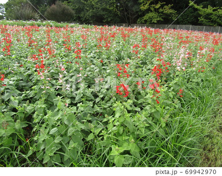 夏から秋に掛けて咲くサルビアの花 夏から秋に掛けて咲くサルビアの花 69942970