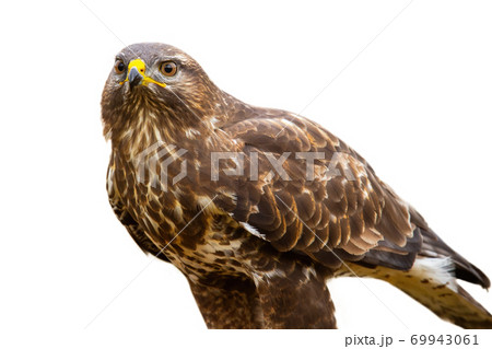 Majestic common buzzard sitting in nature cut out on blank. 69943061