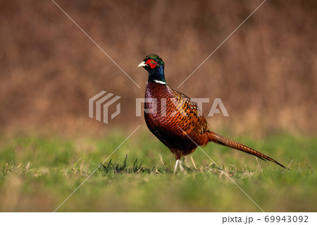 Proud common pheasant cock standing on field in nature. 69943092