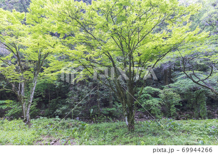 山口県　美祢市　秋芳洞　鍾乳洞　洞窟　新緑 69944266