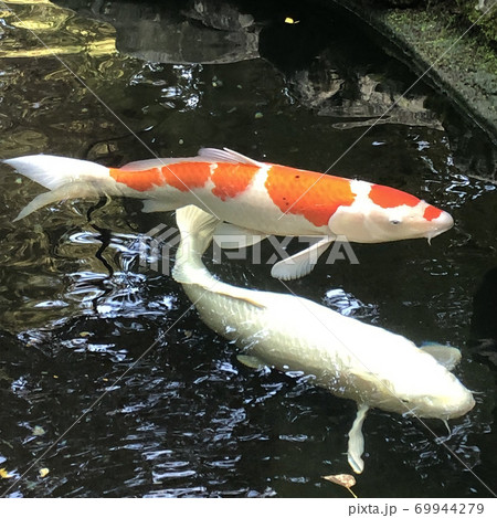 池で泳ぐ大きい錦鯉の写真素材 [69944279] - PIXTA