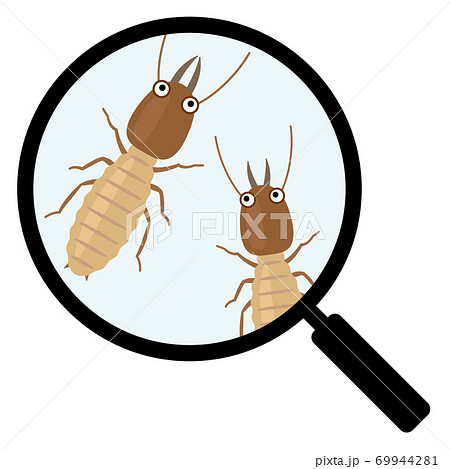 ルーペで拡大してシロアリを観察するのイラスト素材