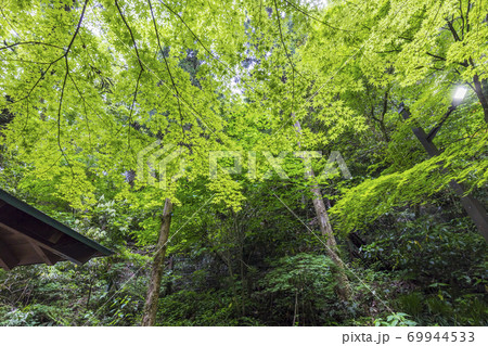 山口県　美祢市　秋芳洞　鍾乳洞　洞窟　川　入口 69944533