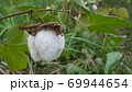 和綿の白い綿の実4 69944654