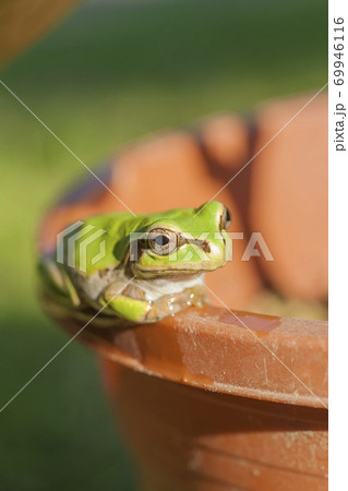 植木鉢の淵で見つめるアマガエル 69946116