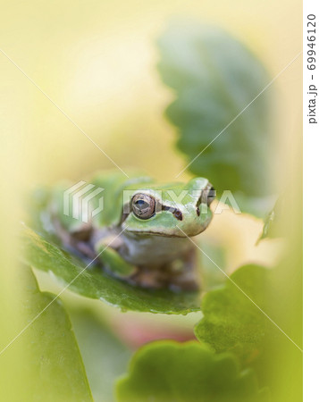 葉の上で見つめるアマガエル 葉の上で見つめるアマガエル 69946120
