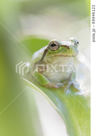葉の上で上を見つめるアマガエル 葉の上で上を見つめるアマガエル 69946122
