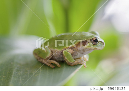 葉の上で見つめるアマガエル 葉の上で見つめるアマガエル 69946125