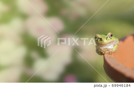 植木鉢の淵で見つめるアマガエル 植木鉢の淵で見つめるアマガエル 69946184