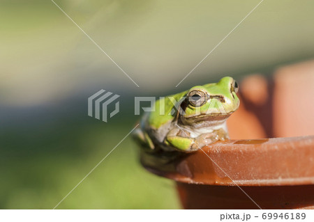 植木鉢の淵で見つめるアマガエル 69946189