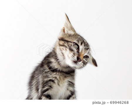portrait of a gray kitten on a white background close up portrait of a gray kitten on a white background close up 69946268