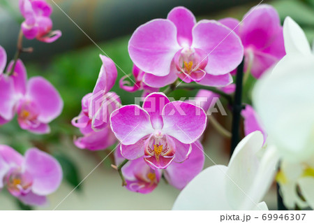 Branch of purple orchid flower phalaenopsis in tropical garden Branch of purple orchid flower phalaenopsis in tropical garden 69946307