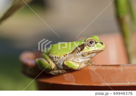 植木鉢の淵で見つめるアマガエル 植木鉢の淵で見つめるアマガエル 69946376