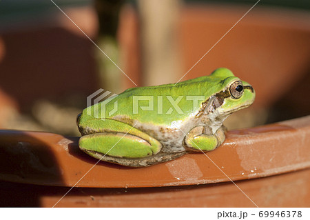 植木鉢の淵で見つめるアマガエル 植木鉢の淵で見つめるアマガエル 69946378