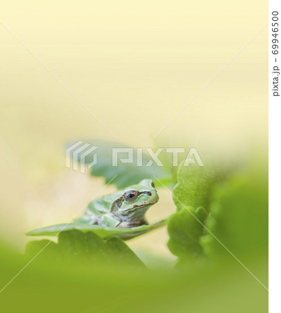 葉の上で見つめるアマガエル 葉の上で見つめるアマガエル 69946500