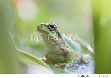 葉の上で見つめるアマガエル 葉の上で見つめるアマガエル 69946555