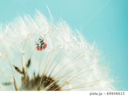 red ladybug on white dandelion. macro photo red ladybug on white dandelion. macro photo 69946615