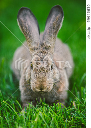 Meat-eating and vegetarianism. Animal fur. Animal protection. The cosmetics are tested on rabbits. Convention for the Protection of Experimental Animals. Against the slaughter of animals 69946630