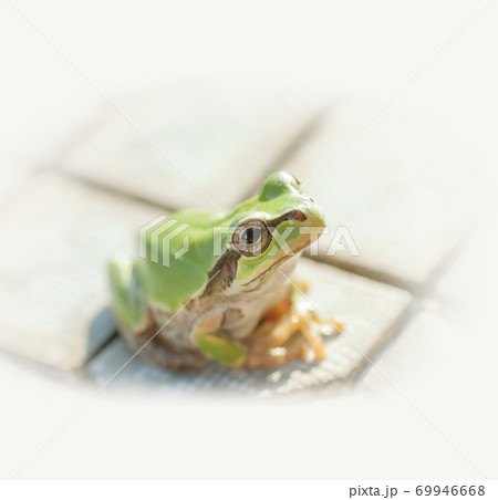 タイルの上で見つめるアマガエル 69946668