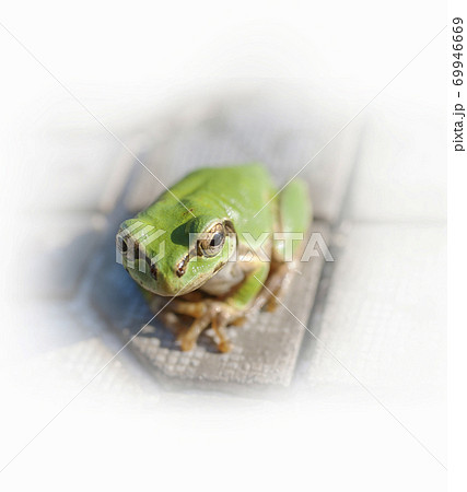 タイルの上で見つめるアマガエル タイルの上で見つめるアマガエル 69946669