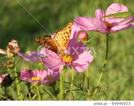 オオハルシャギク　ツマグロヒョウモン蝶　ツユムシ　5 69946923