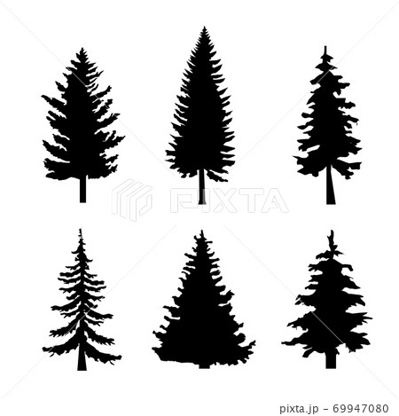 Set of Black Silhouettes of Pine Trees on White Background 69947080
