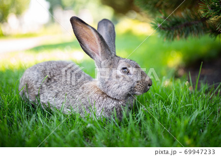 Large adult gray hare with long ears in full growth on green grass on sunny day. Close up of cute grey bunny sitting on green grasses in the park. Brown hare. Beautiful Norfolk wild coney sat on lawn 69947233