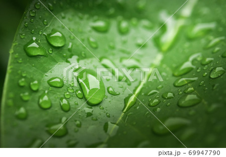 Rain drops on green leaf Rain drops on green leaf 69947790