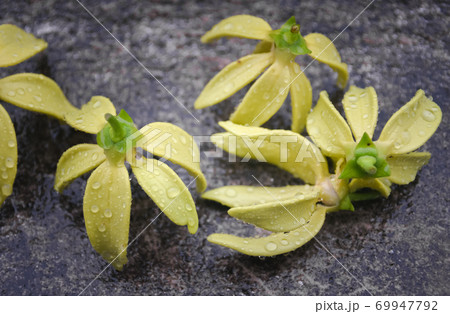 Ylang Ylang flower with rain drops Ylang Ylang flower with rain drops 69947792