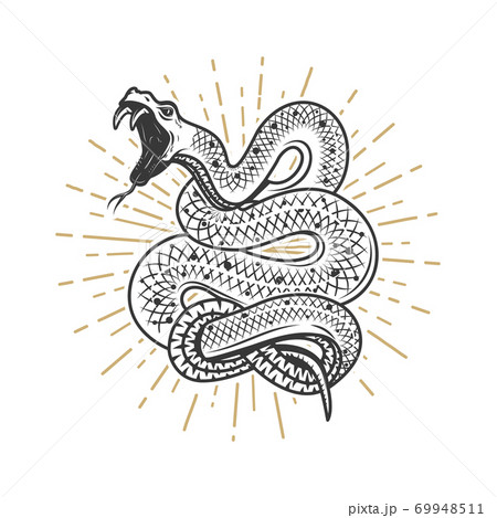 Viper snake illustration on white background. Design element for poster, emblem, sign. Vector illustration 69948511