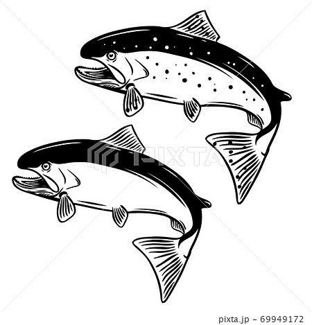 Salmon fish illustration on white background. Salmon fish illustration on white background. 69949172